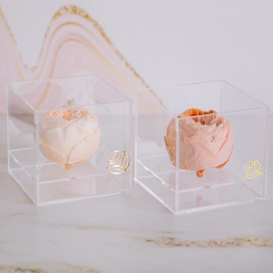 Peonia Eterna Edicion Limitada