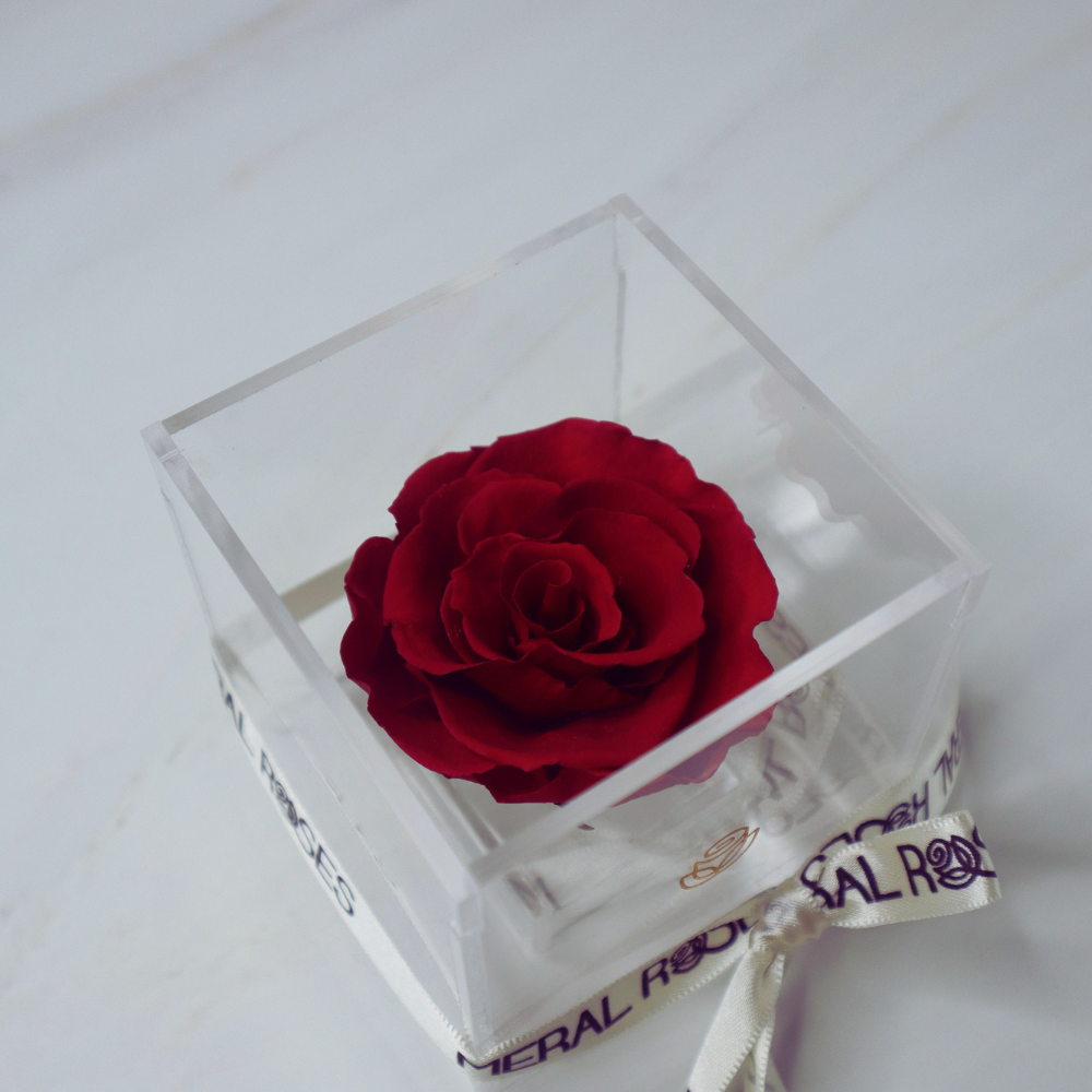 Rosa eterna Cute