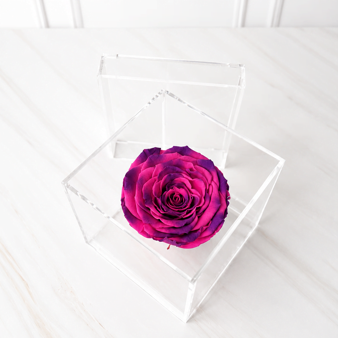 Rosa Bloom Edición Especial - Imagen 3